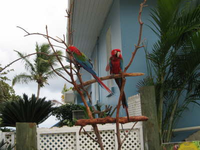 Birds at Dolphin Swim