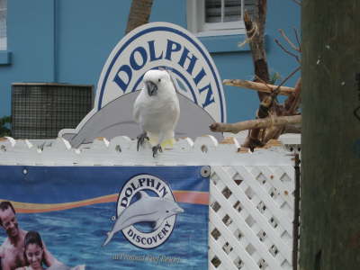 Birds at Dolphin Swim
