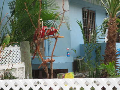 Birds at Dolphin Swim