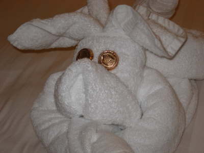 Dog? in our stateroom at night