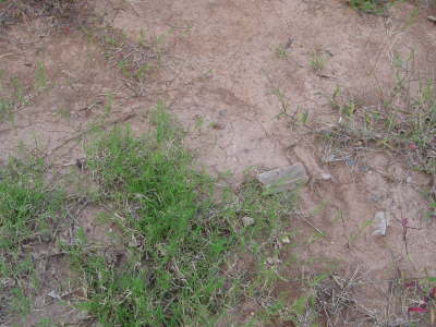 Our piece of land in NC